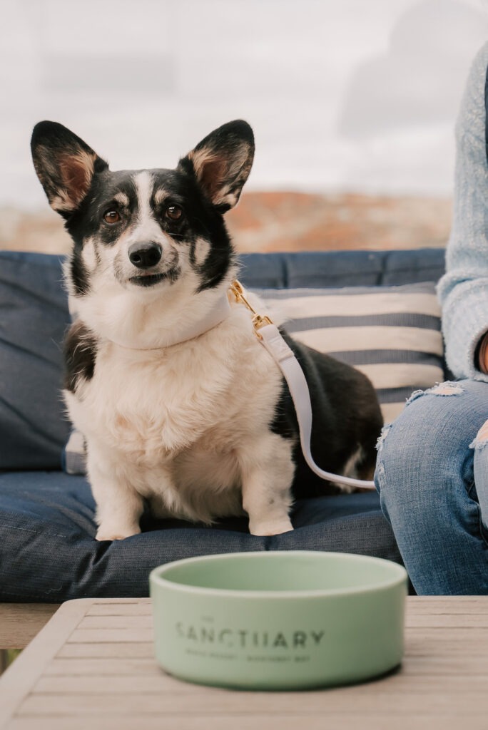 Pet in Sanctuary Resort 